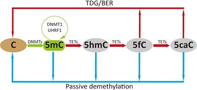 The Role of Host Cell DNA Methylation in the Immune Response to Bacterial Infection